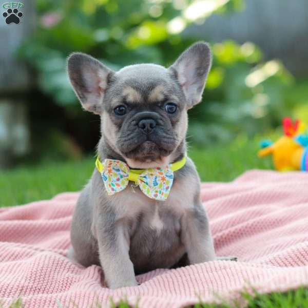 Indi, French Bulldog Puppy